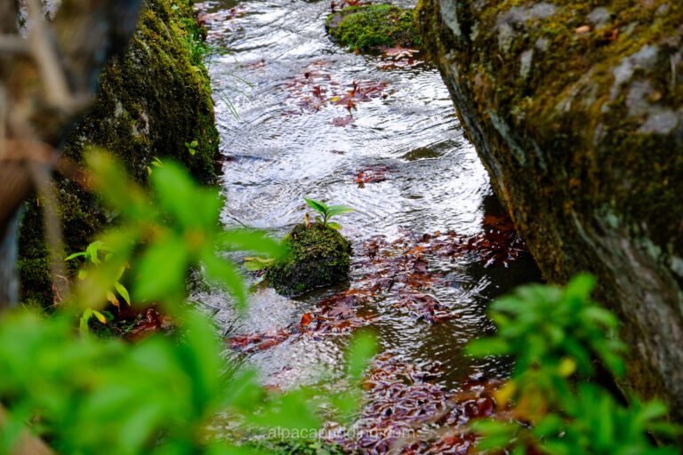 望遠ズームで撮影した渓流の紅葉