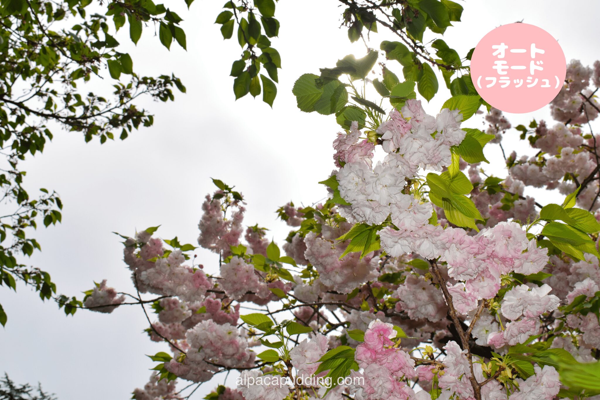 初心者カメラキット】ニコンのD5300をレンタルしてみた！【スマホ転送