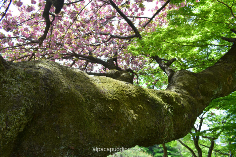 一眼レフで撮影した新緑と八重桜