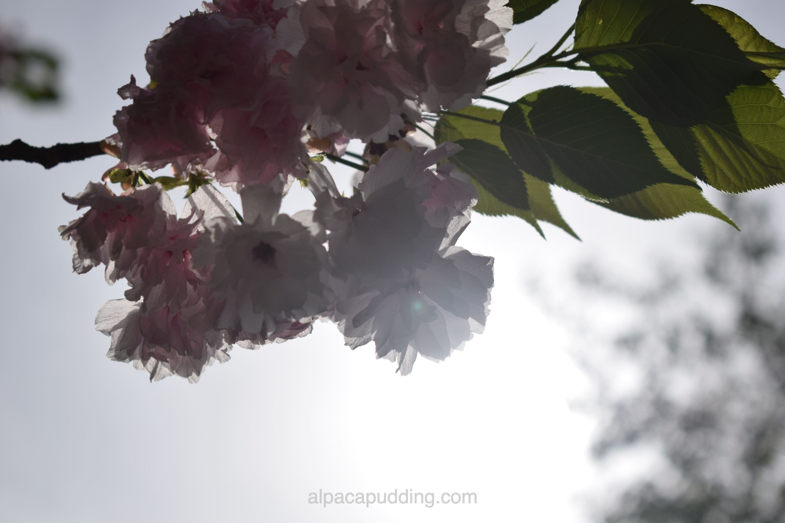 初心者カメラキット】ニコンのD5300をレンタルしてみた