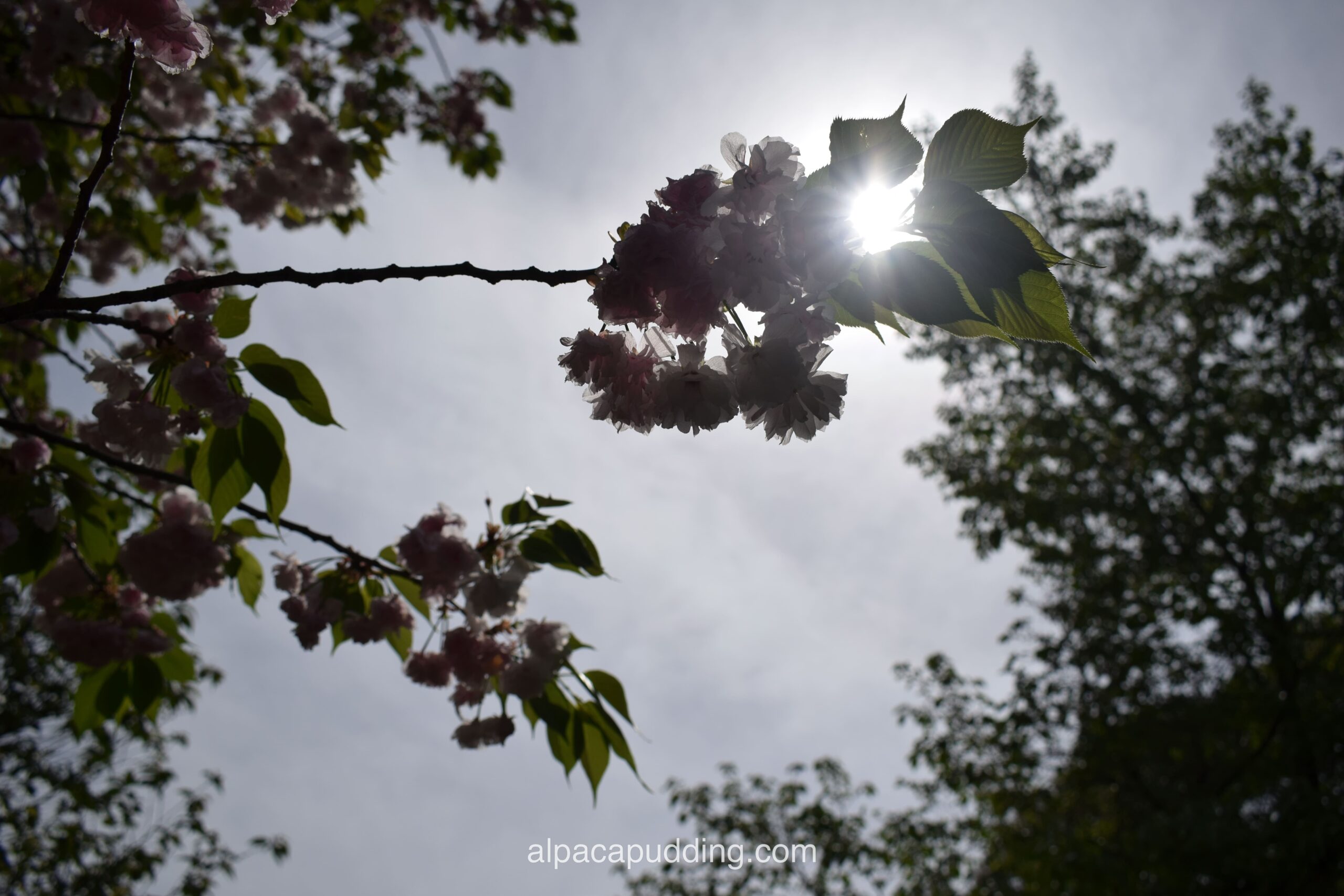 ♥ Nikon D5300 ♥ニコン 一眼レフ カメラ スマホ転送 画面反転 Nikon D5100☆スマホ転送OK＆液晶画面が動く一眼レフ - メルカリ