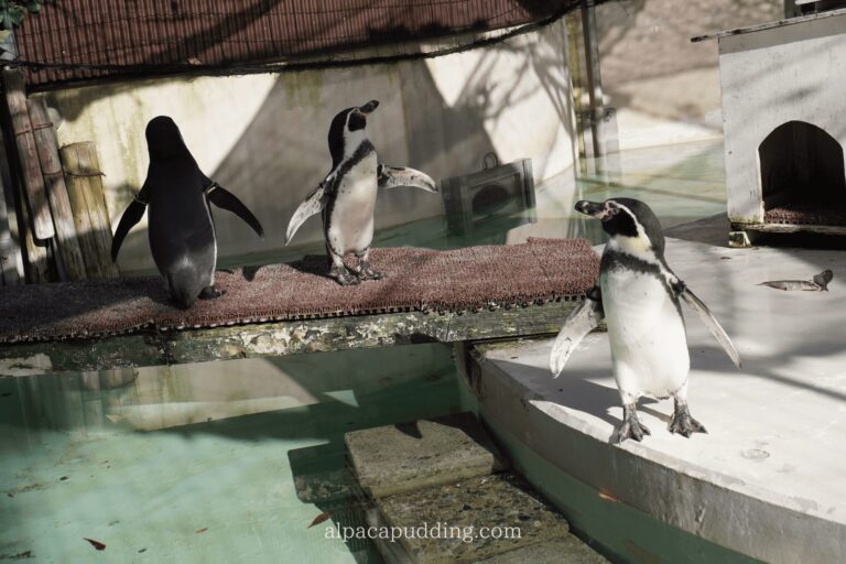 フィルムカメラで撮影したペンギン