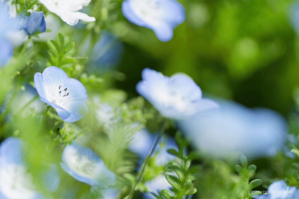 α7C IIのバリアングル液晶でローアングルから撮影した昭和記念公園の花の作例