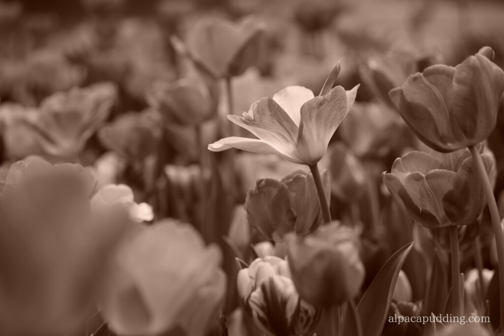 α7C IIのクリエイティブルック「セピア」で撮影した昭和記念公園の花の作例