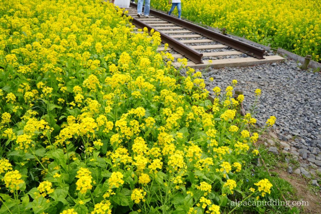 α7C IIと28-200mm F/2.8-5.6で撮影した昭和記念公園の春の風景