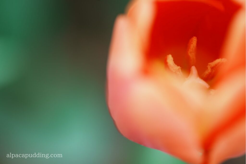 α7C IIの7.0段手ブレ補正を活かして手持ち撮影した春の花のマクロ作例