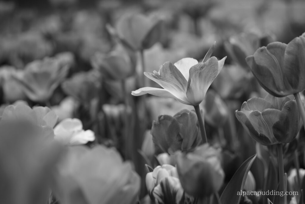 α7C IIのクリエイティブルック「モノクロ」で撮影した昭和記念公園の花の作例