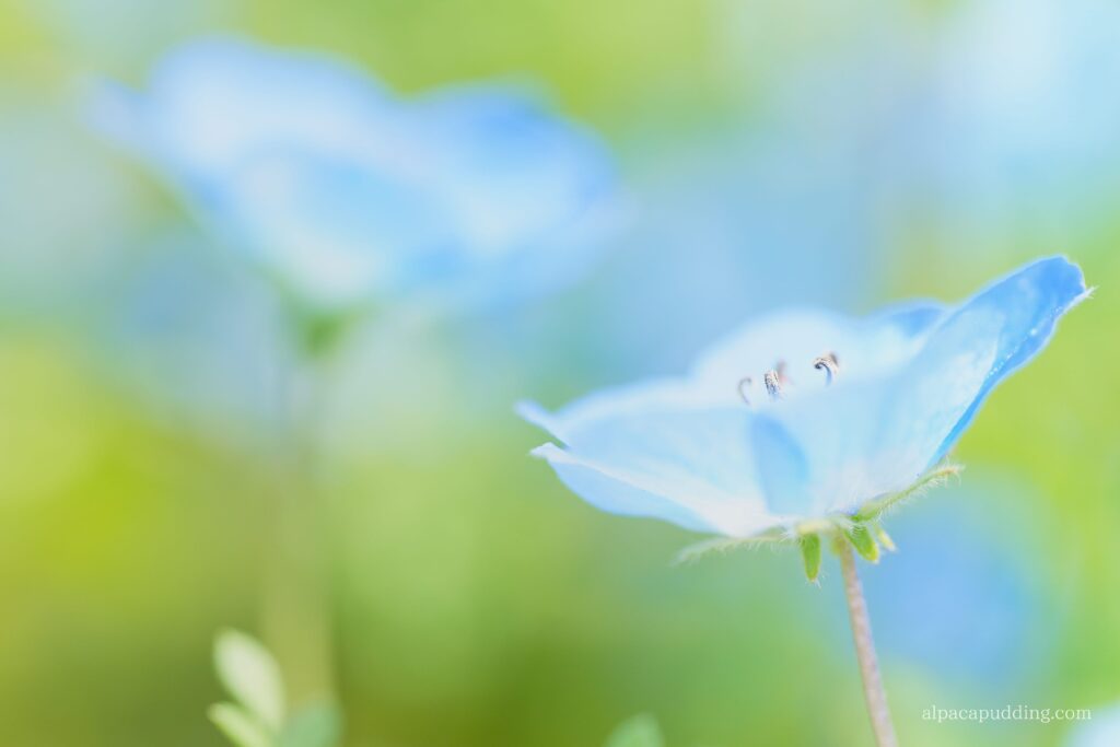 APEX PASSでレンタルしたα7C IIとFE 100mm F2.8 Macro GM OSSで撮影したネモフィラの作例写真