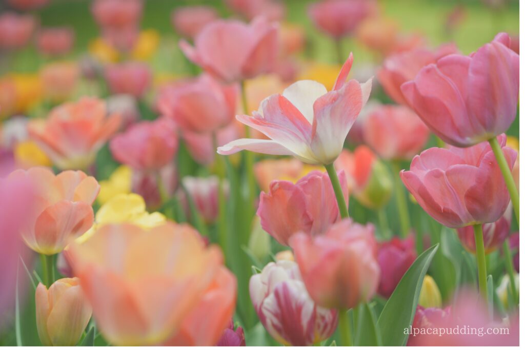 α7C IIのクリエイティブルック「ソフトハイキー」で撮影した昭和記念公園の花の作例