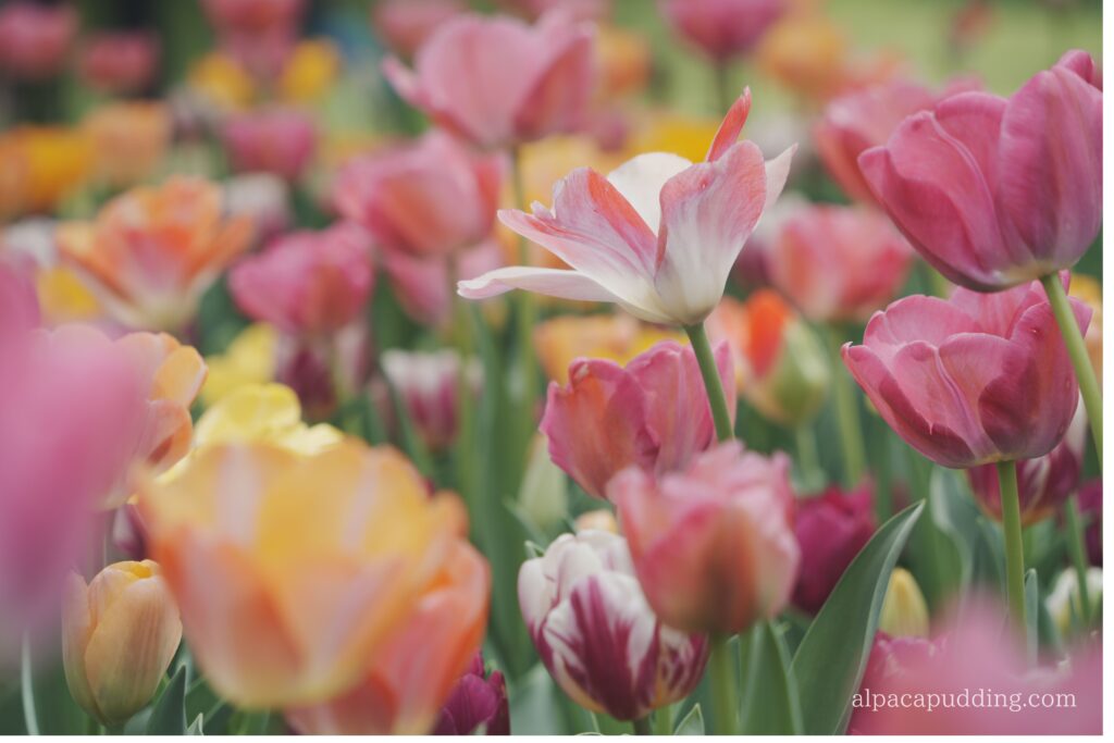 α7C IIのクリエイティブルック「インスタント」で撮影した昭和記念公園の花の作例