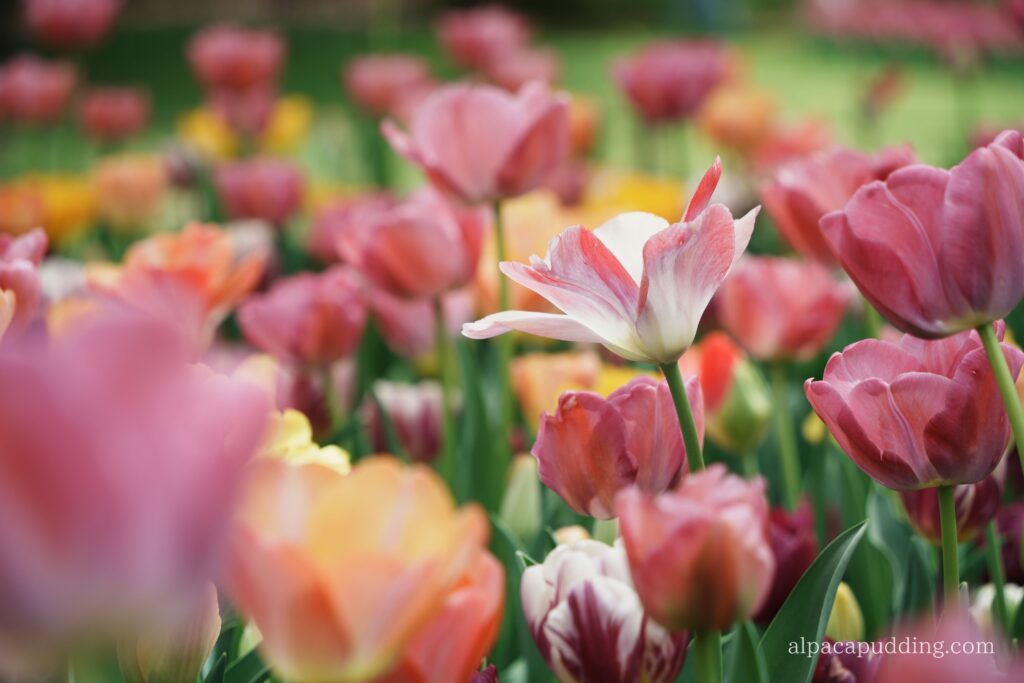 α7C IIのクリエイティブルック「フィルム」で撮影した昭和記念公園の花の作例