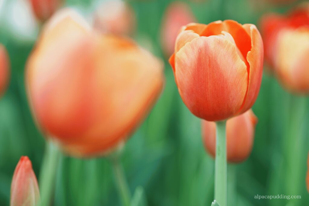 α7C IIでローアングルから撮影した昭和記念公園の花のクローズアップ