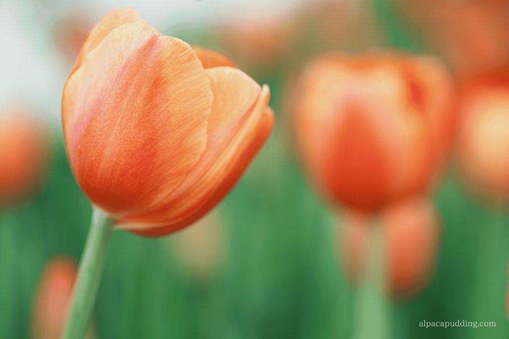 α7C IIでローアングルから撮影した昭和記念公園の春の花畑