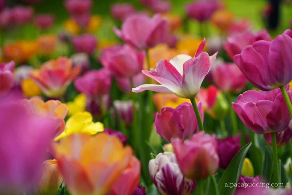 α7C IIのクリエイティブルック「ビビッド」で撮影した昭和記念公園の花の作例