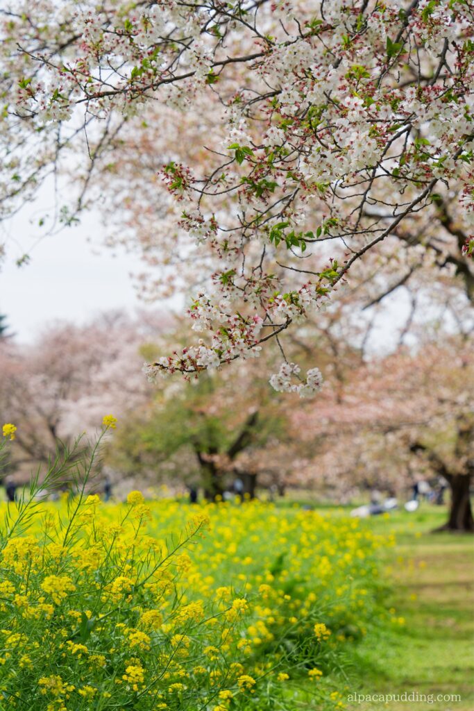 α7C IIと28-200mm F/2.8-5.6で撮影した昭和記念公園の春の風景