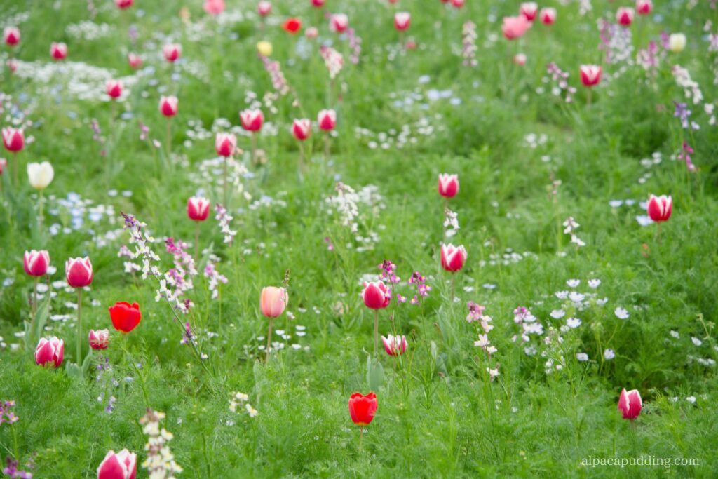 α7C IIで撮影した昭和記念公園の春の花の作例写真