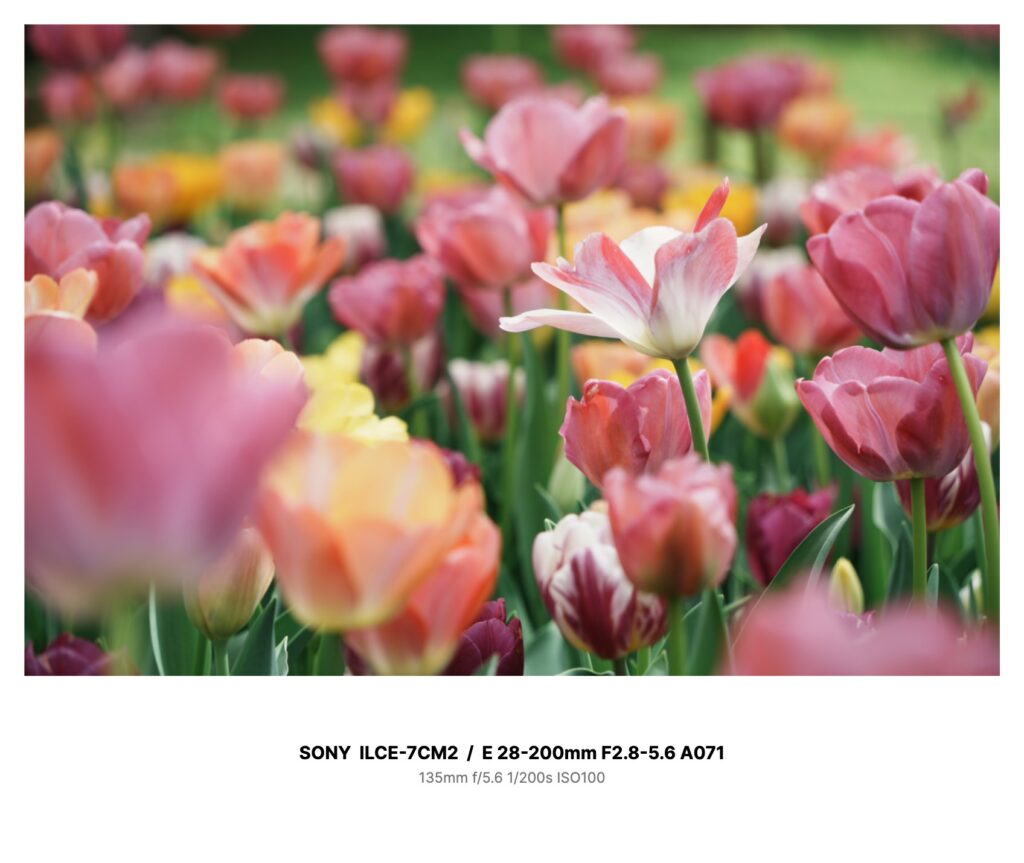 α7C IIと28-200mm F2.8-5.6で撮影したチューリップ畑の作例写真
