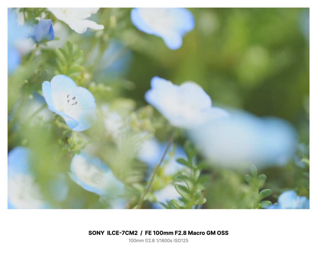 α7C IIとFE 100mm F2.8 Macro GM OSSで撮影したネモフィラの作例写真