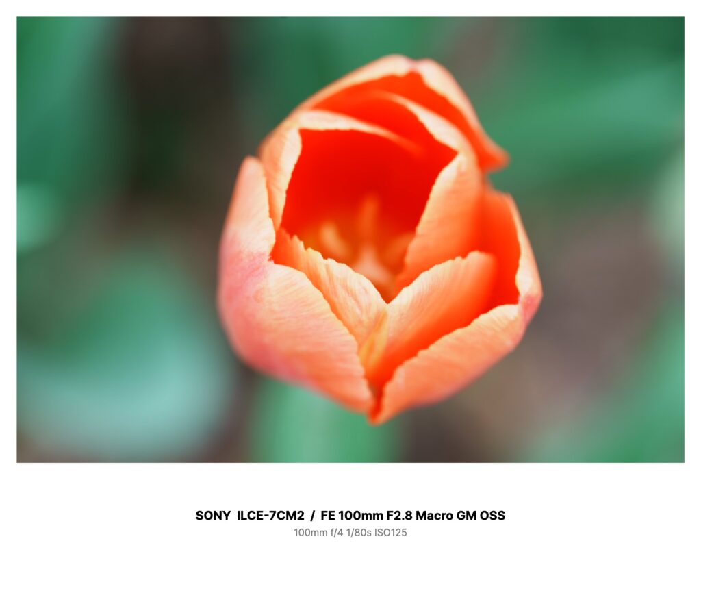 α7C IIとFE 100mm F2.8 Macro GM OSSで撮影したチューリップのマクロ作例写真