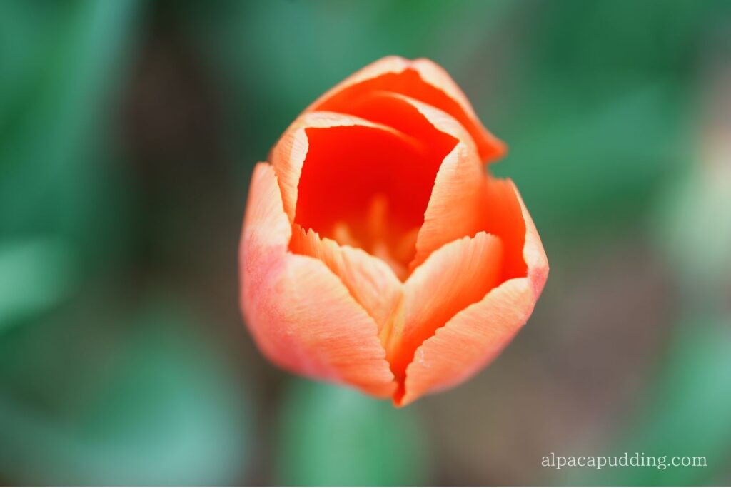 α7C IIとSEL100M28GMで手持ちマクロ撮影した昭和記念公園の花のクローズアップ作例