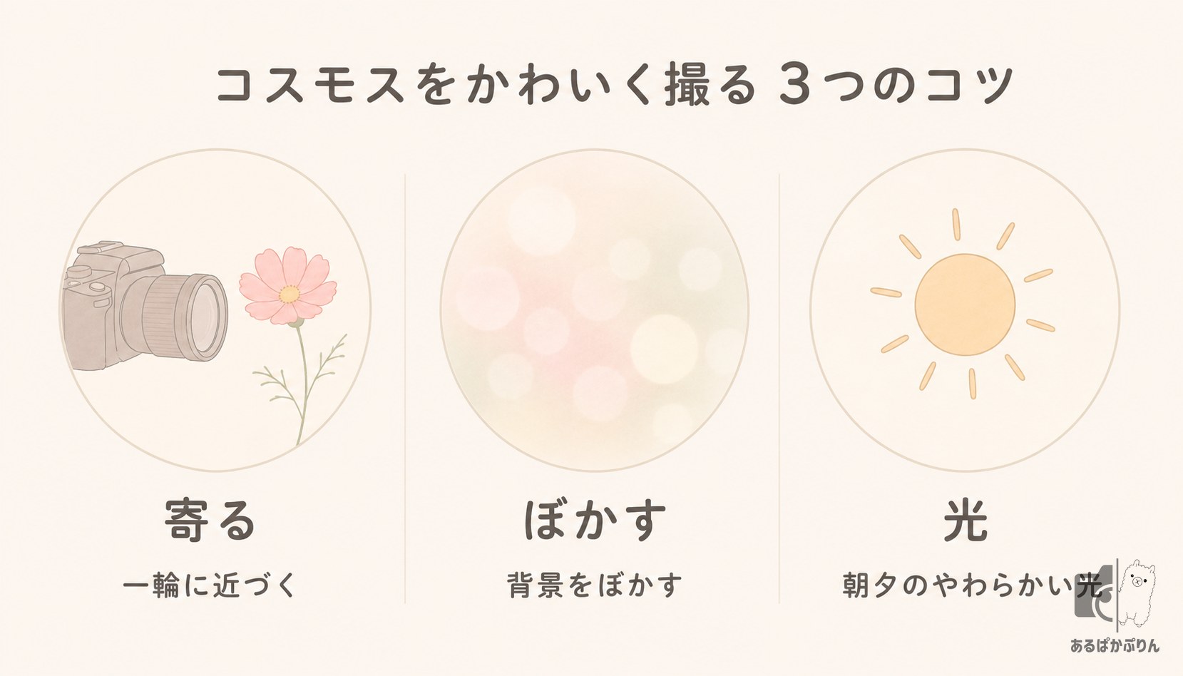 コスモスの撮り方