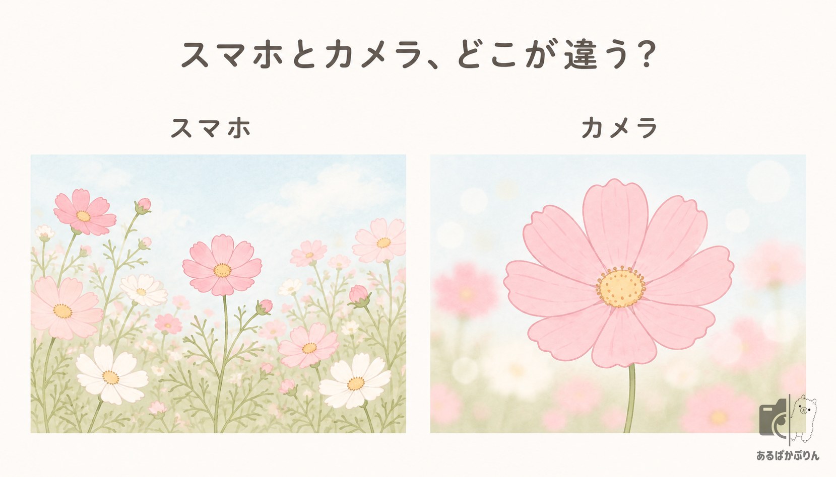コスモスの撮り方