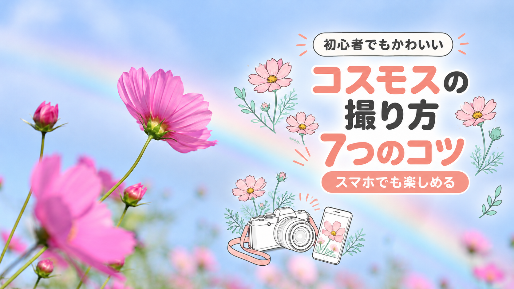 コスモスの撮り方7つのコツ！スマホでSNS映えする写真を撮る方法