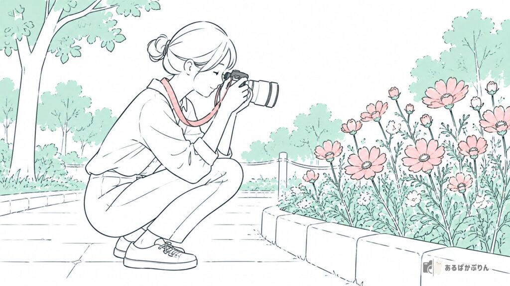 しゃがんでコスモスを撮る女性